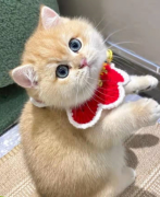 英短金渐层猫