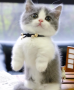 曼基康矮脚猫